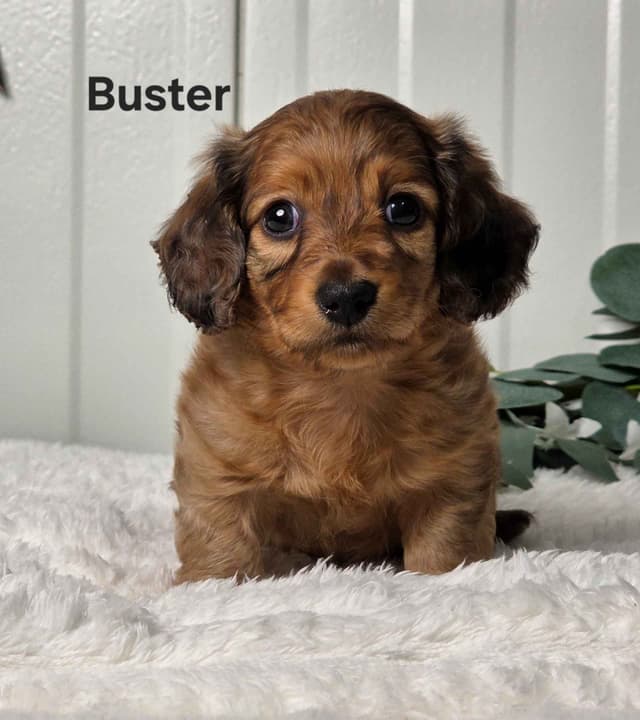 Dachshund Puppies media 5
