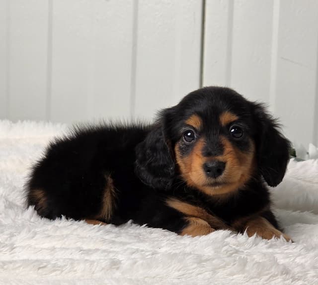 Dachshund Puppies media 6