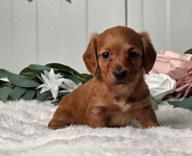 Dachshund Puppies media 2