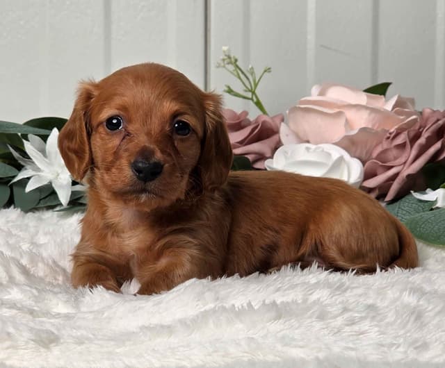 Dachshund Puppies media 3
