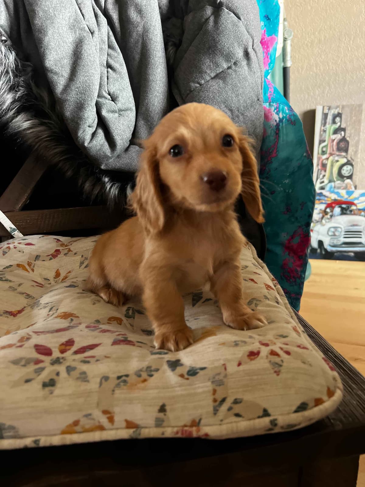Long haired Mini Dachshund Puppies breeder image 8