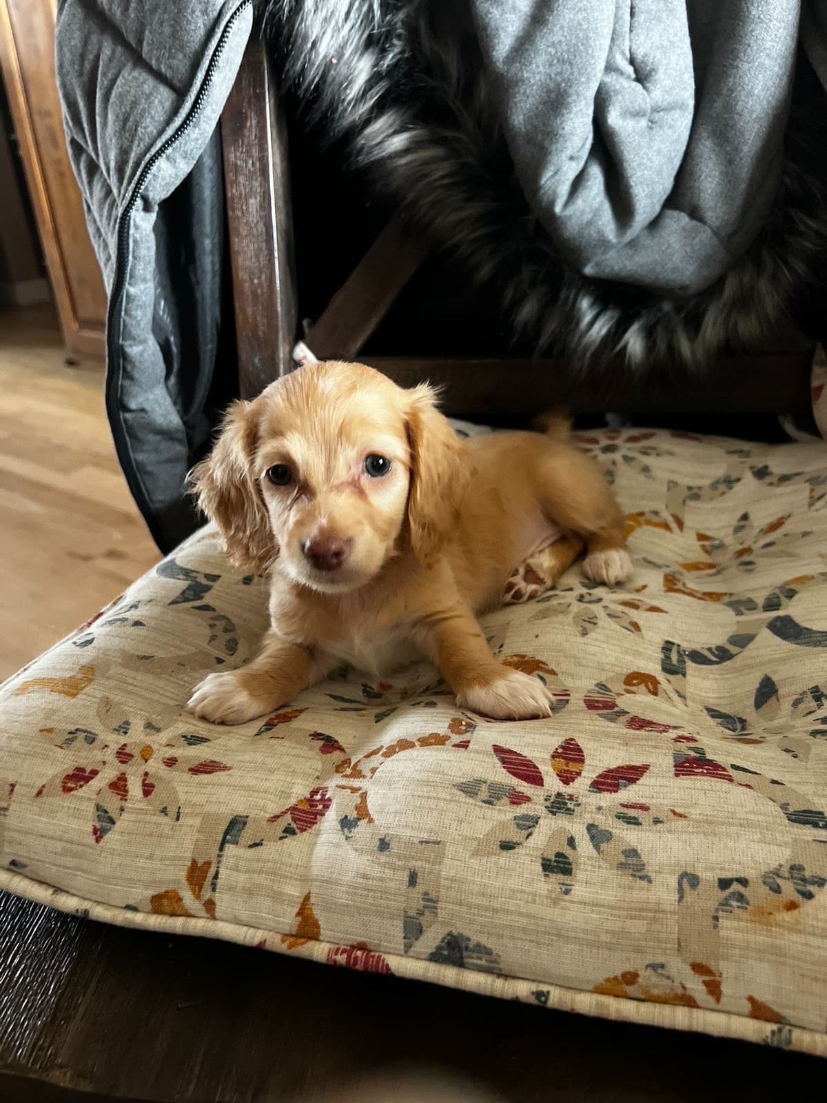 Long haired Mini Dachshund Puppies breeder image 6