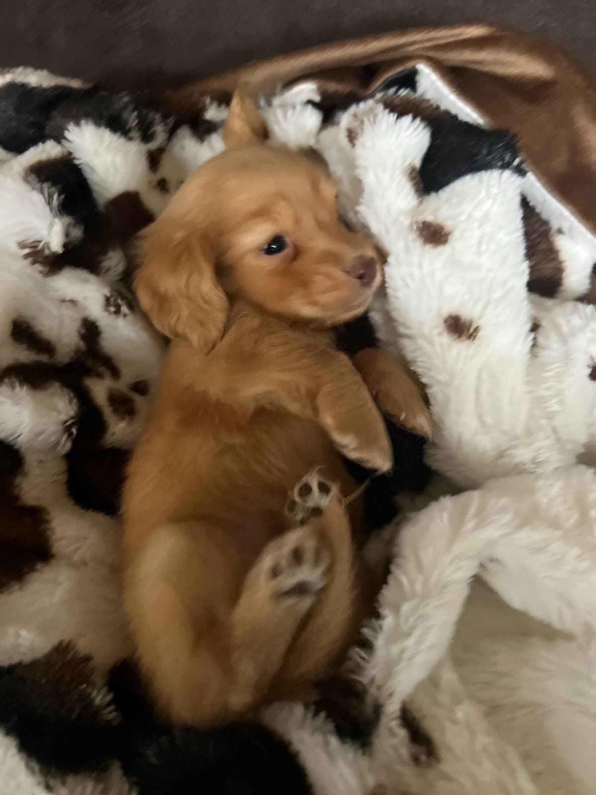 Long haired Mini Dachshund Puppies breeder image 7