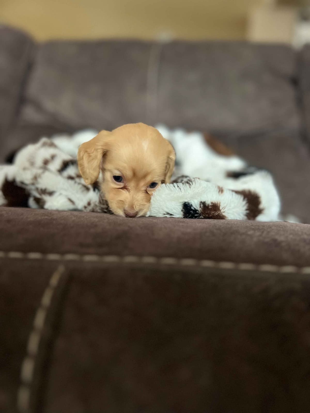 Long haired Mini Dachshund Puppies breeder image 3