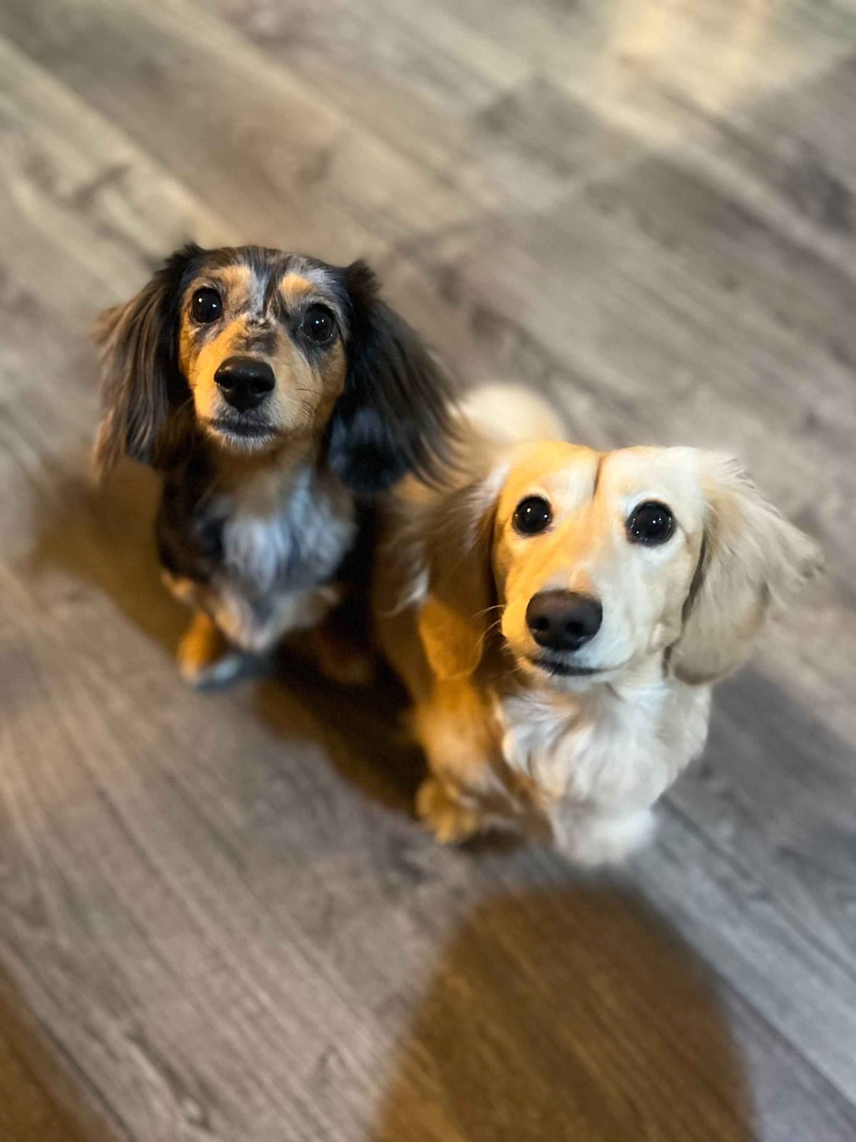 Long haired Mini Dachshund Puppies breeder image 9
