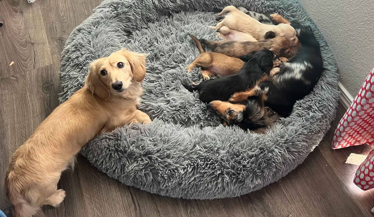 Long haired Mini Dachshund Puppies breeder image 10