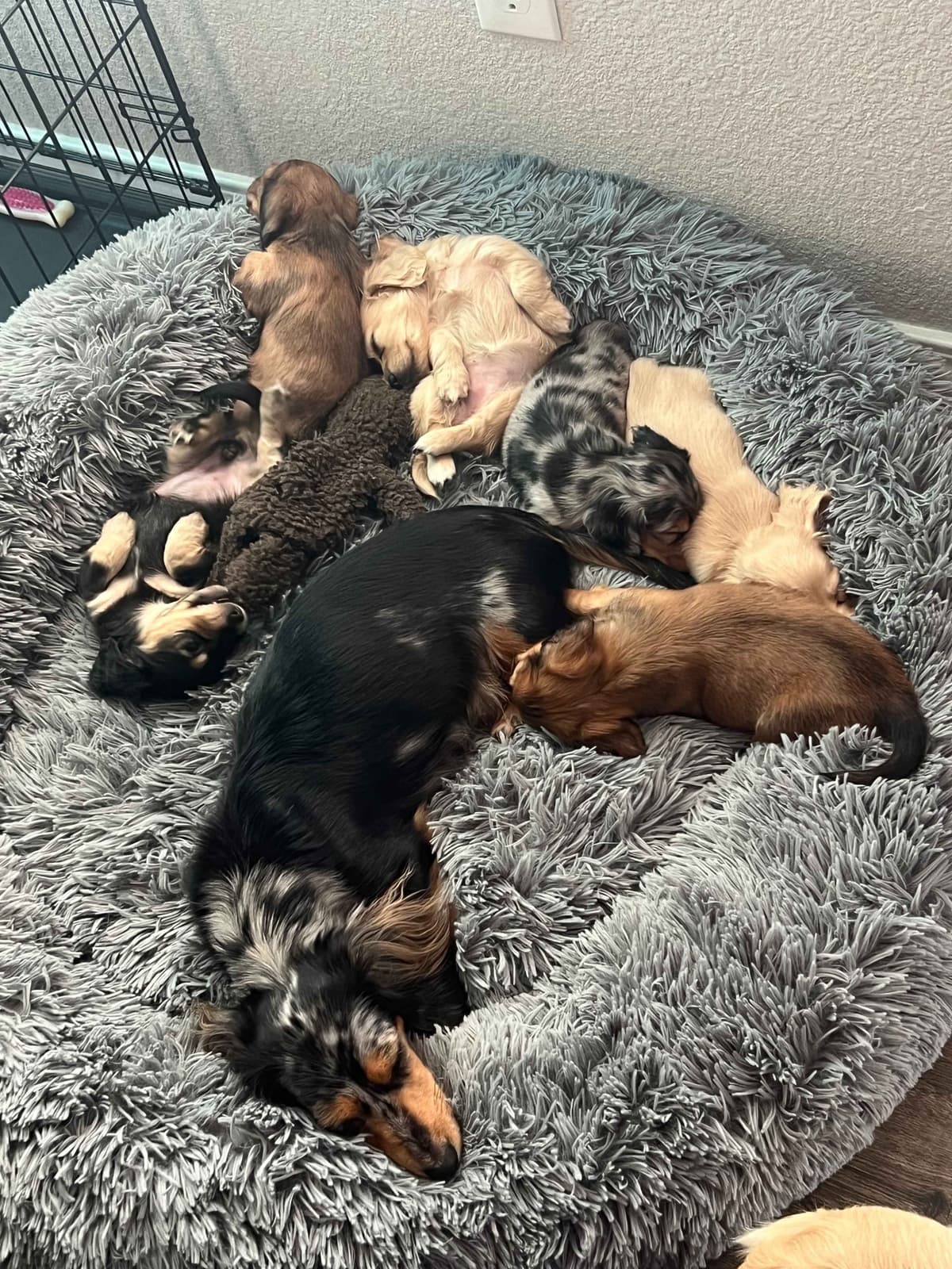 Long haired Mini Dachshund Puppies breeder image 12