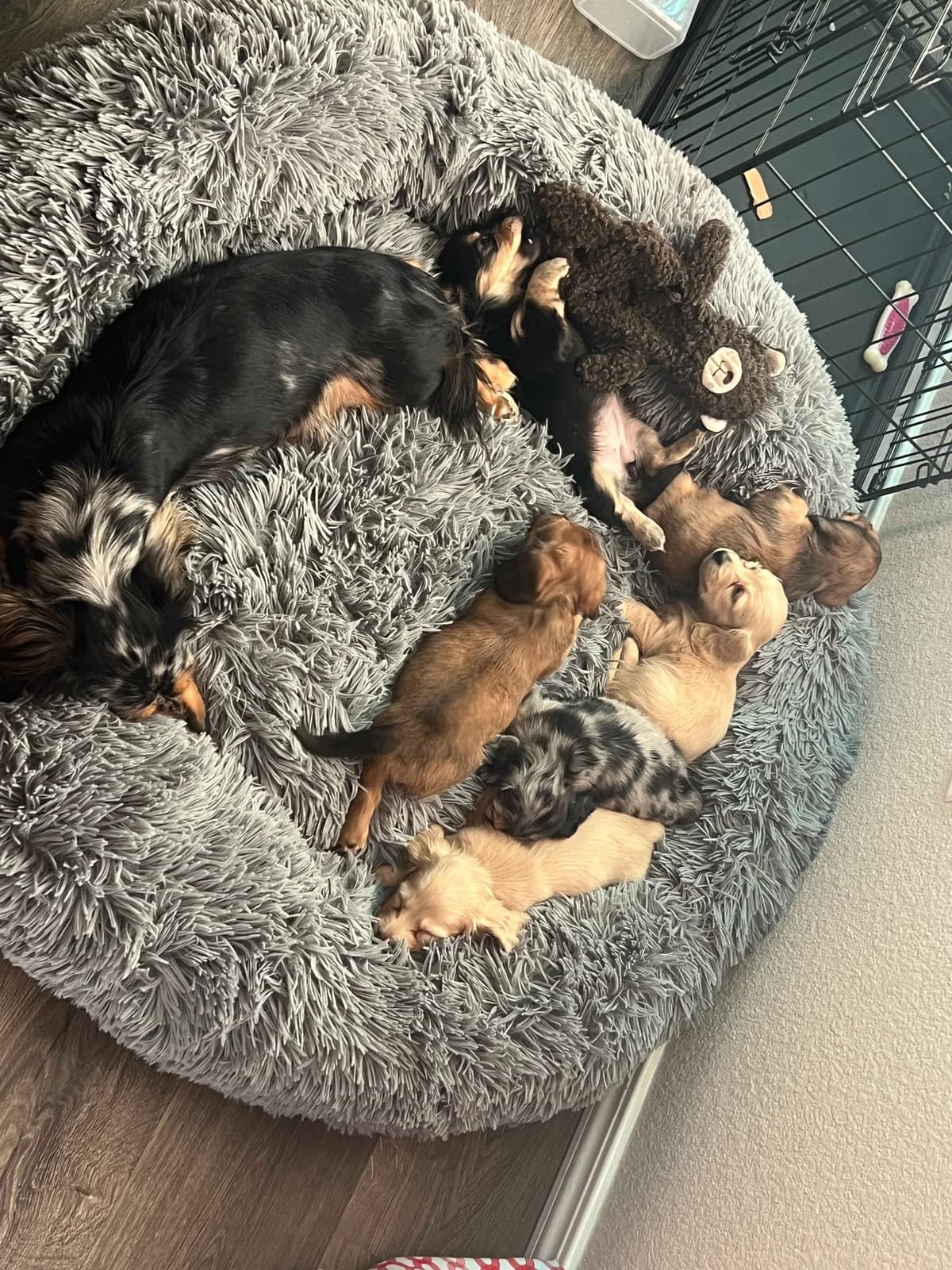 Long haired Mini Dachshund Puppies breeder image 13