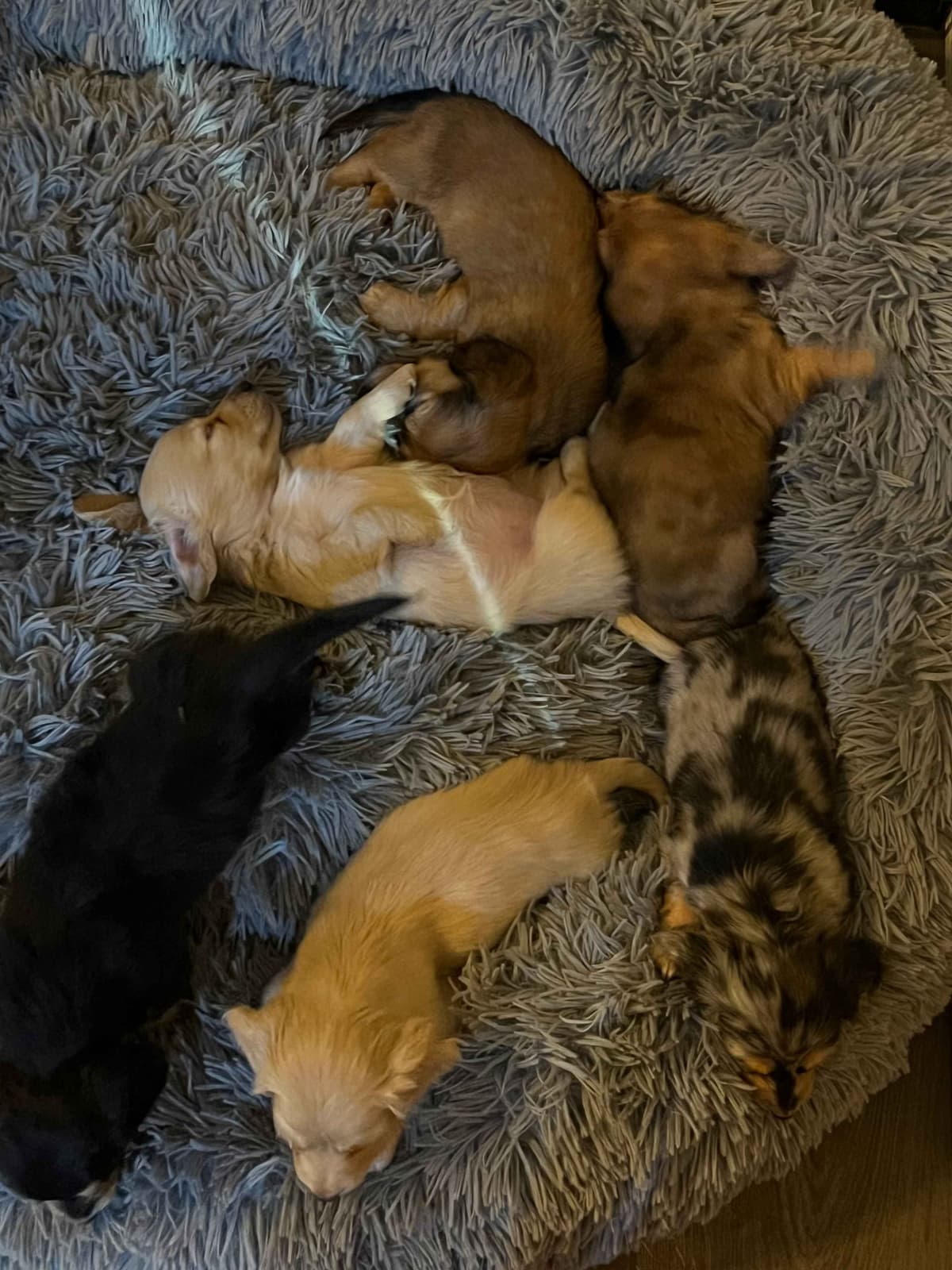 Long haired Mini Dachshund Puppies breeder image 14