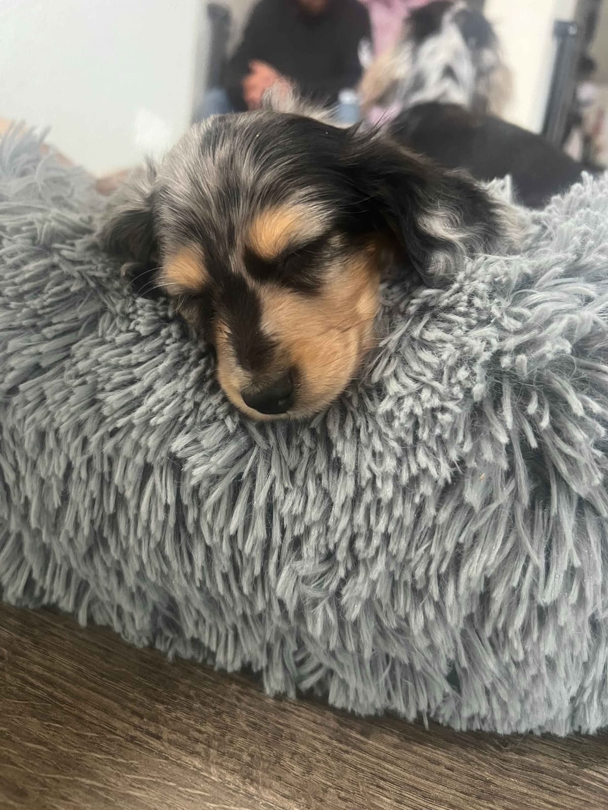 Long haired Mini Dachshund Puppies breeder image 1