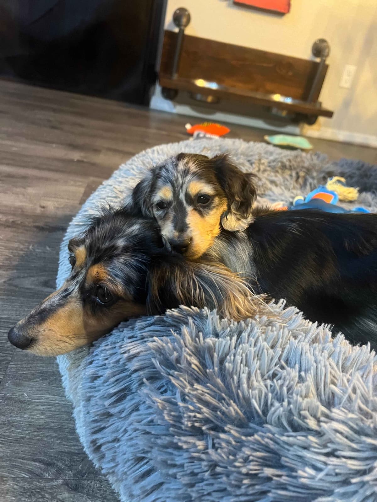 Long haired Mini Dachshund Puppies breeder image 2
