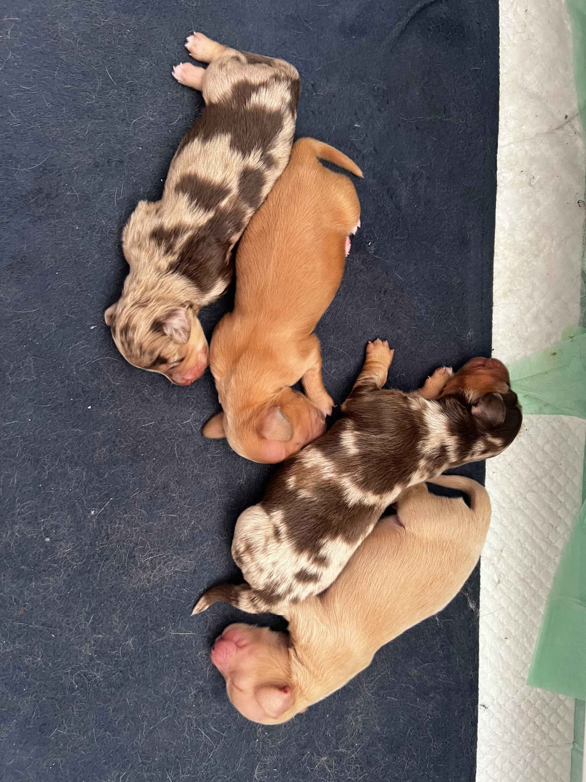 Long haired Mini Dachshund Puppies breeder image 16