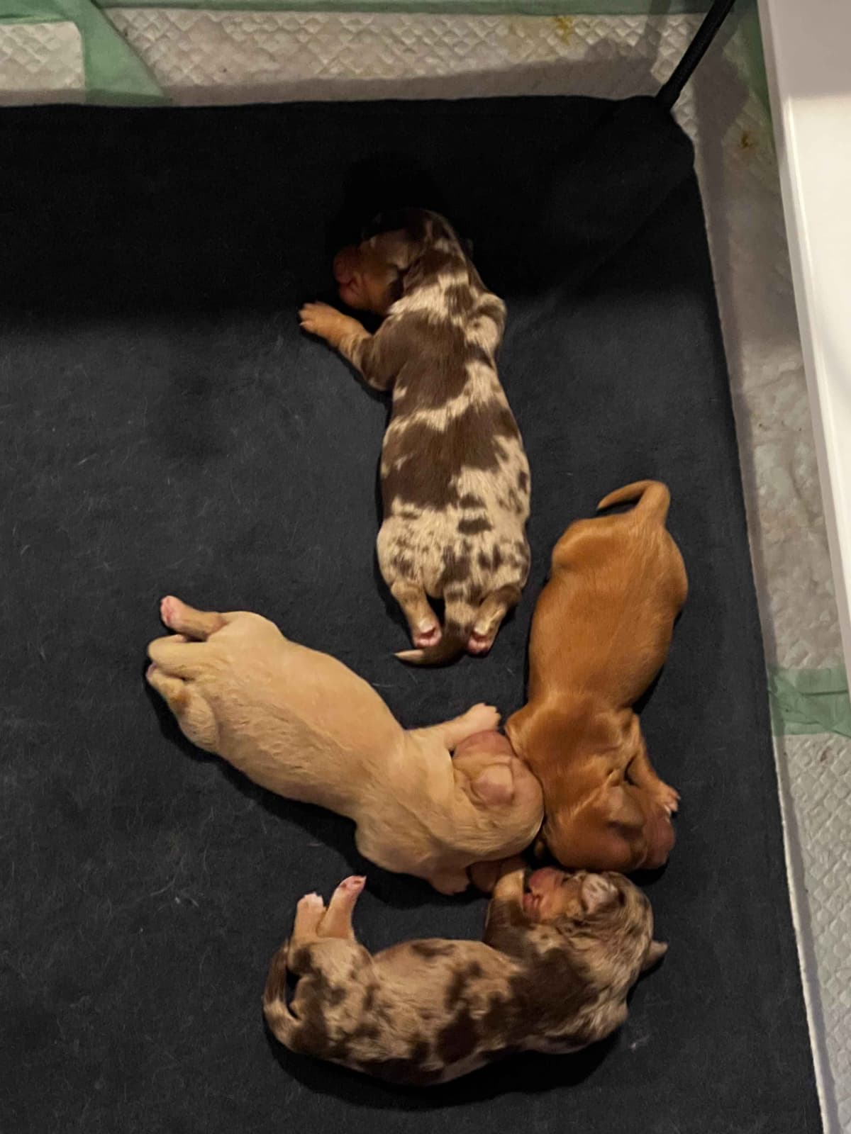 Long haired Mini Dachshund Puppies breeder image 17