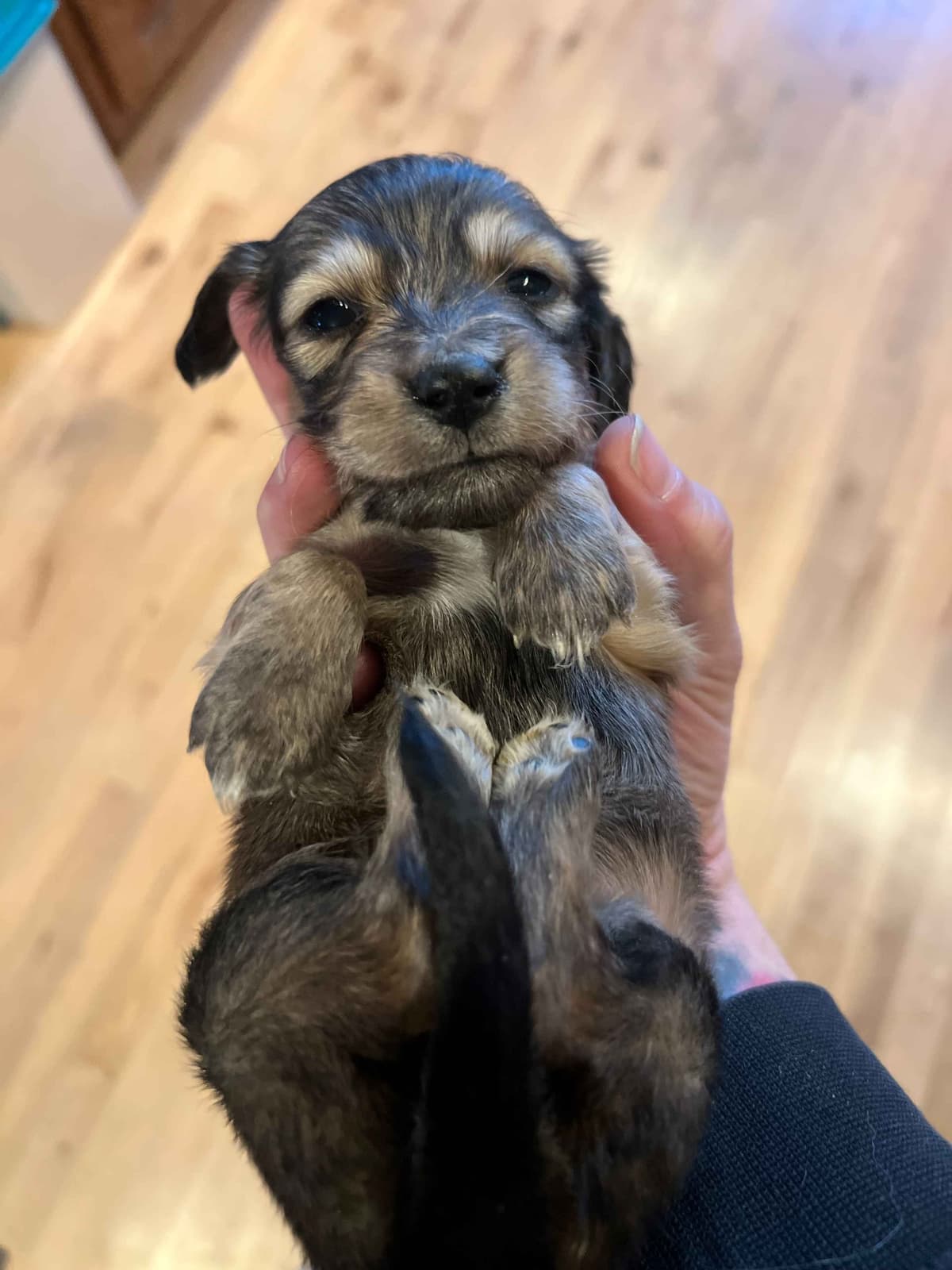 Long haired Mini Dachshund Puppies breeder image 20