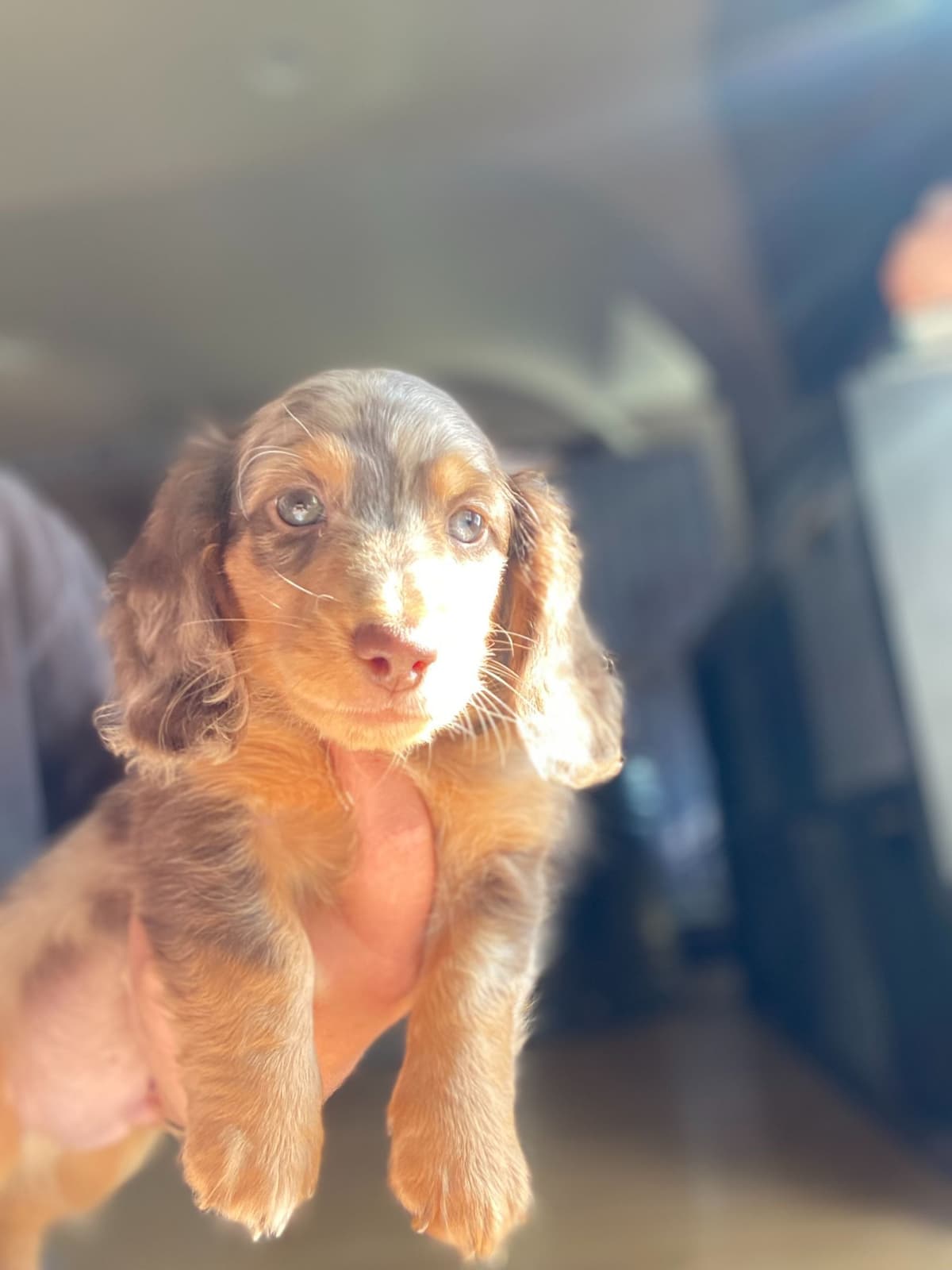 Long haired Mini Dachshund Puppies breeder image 21