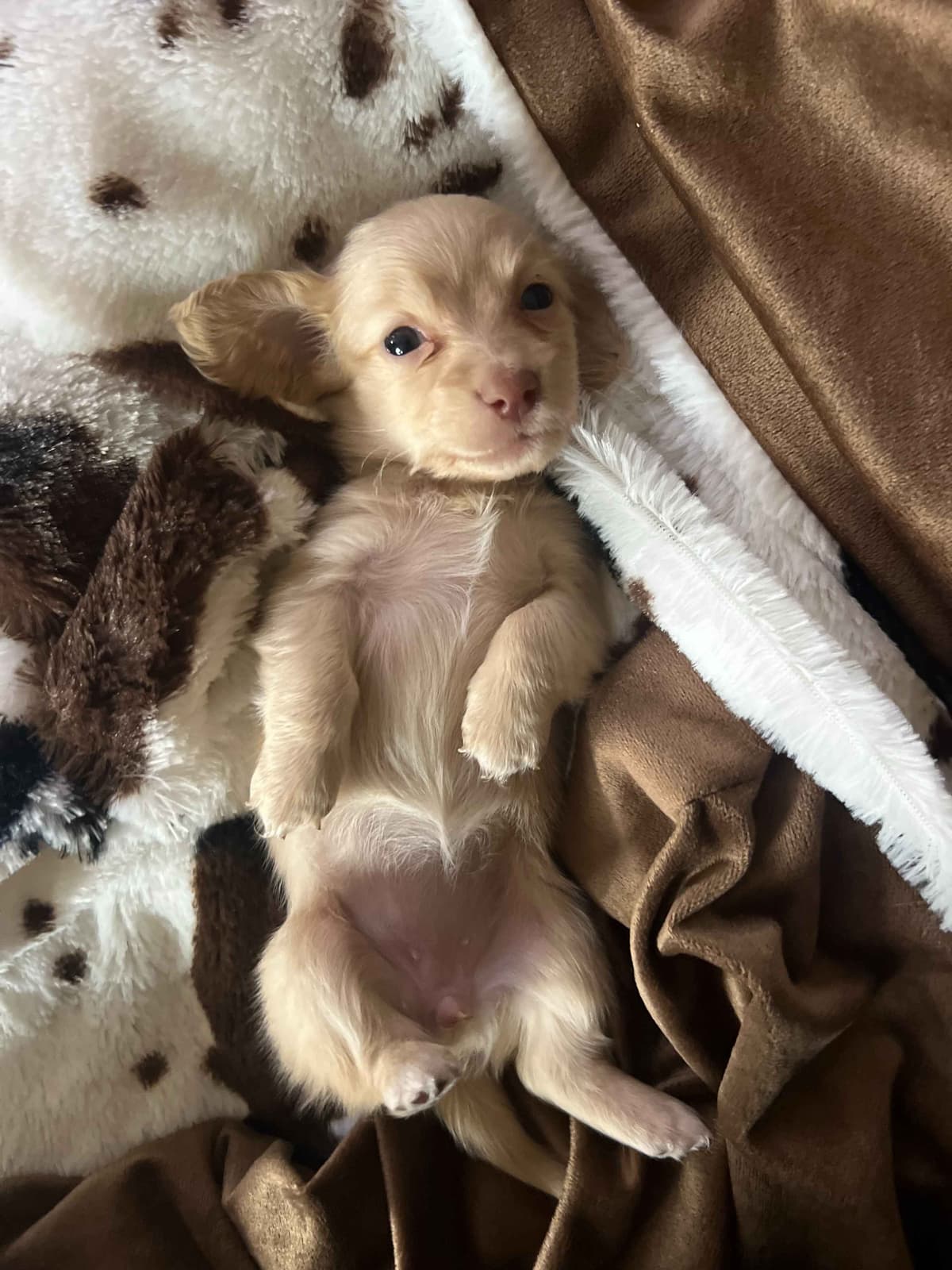 Long haired Mini Dachshund Puppies breeder image 22