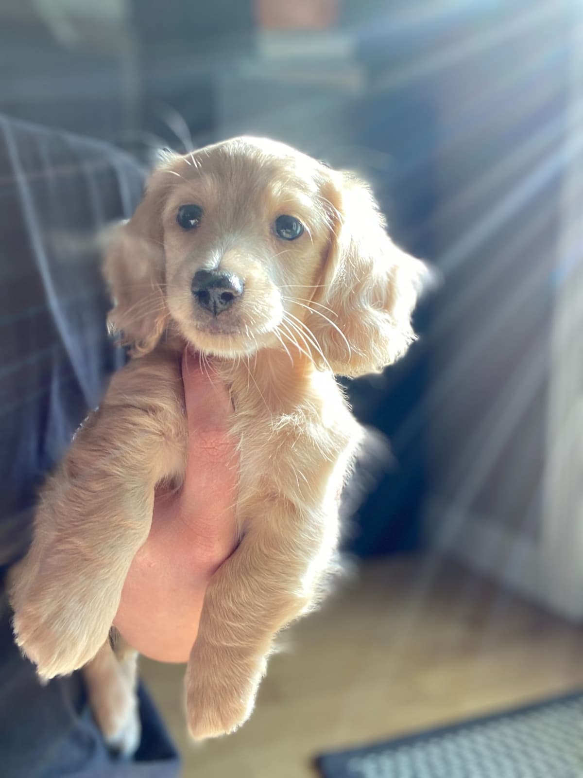 Long haired Mini Dachshund Puppies breeder image 15