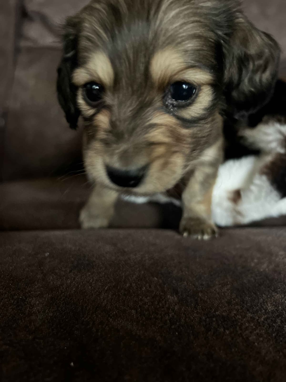 Long haired Mini Dachshund Puppies breeder image 23
