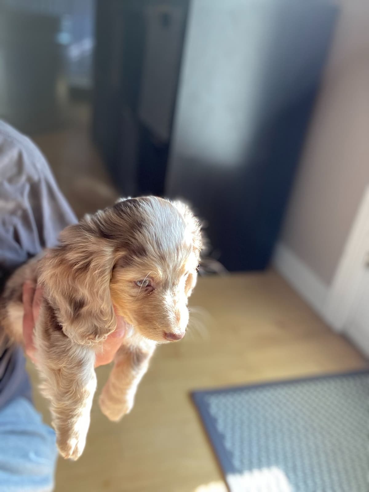 Long haired Mini Dachshund Puppies breeder image 5