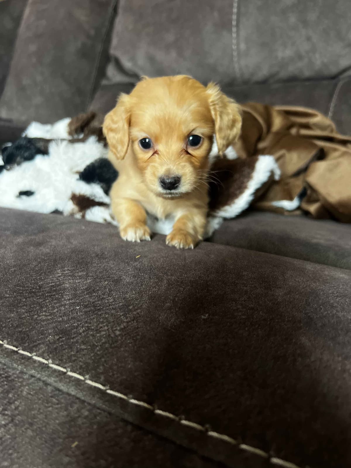 Long haired Mini Dachshund Puppies breeder image 4