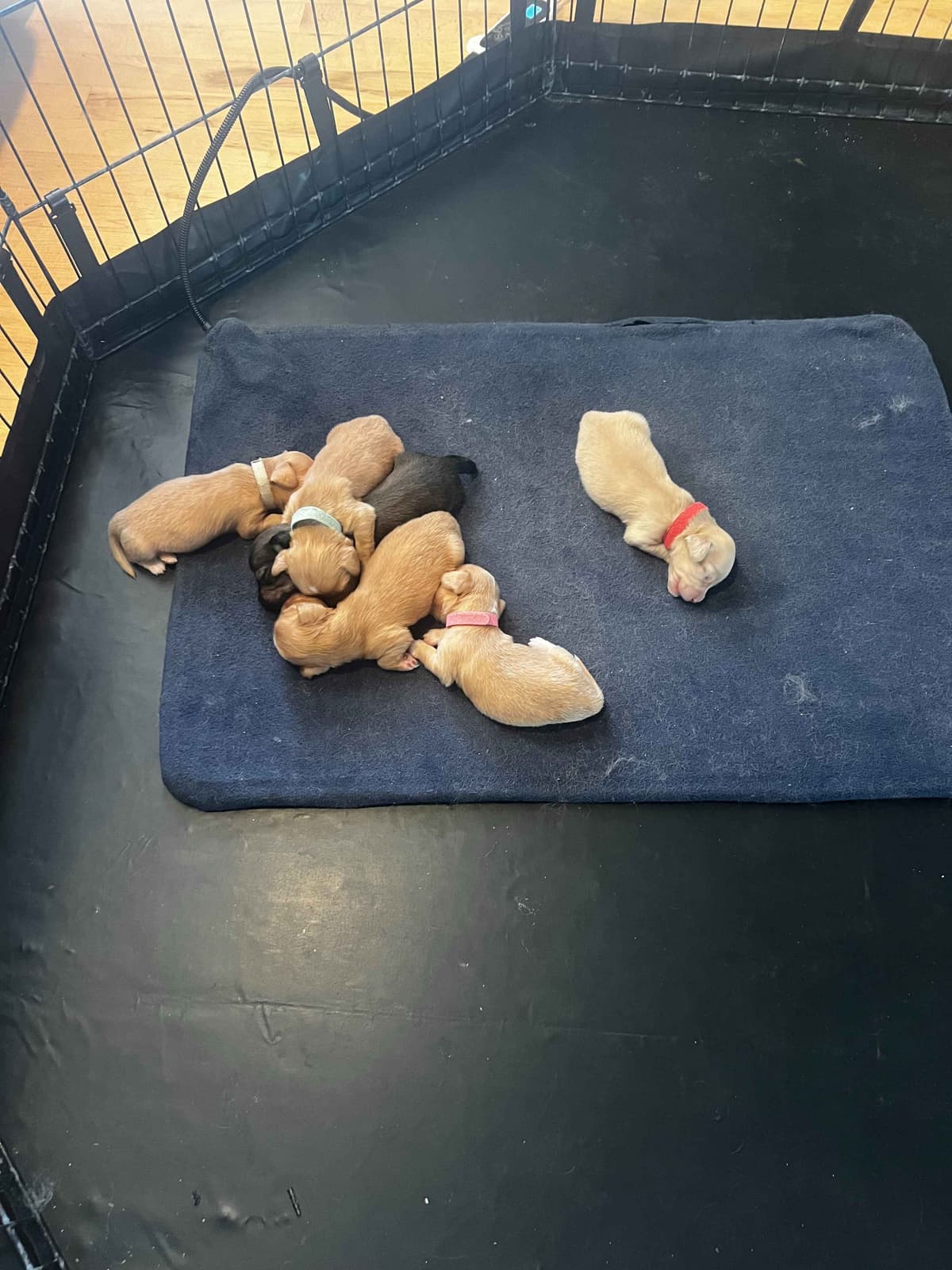 Long haired Mini Dachshund Puppies breeder image 24
