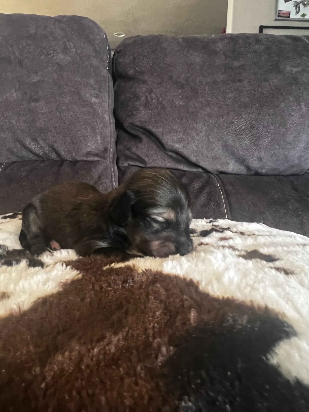 Long haired Mini Dachshund Puppies breeder image 26