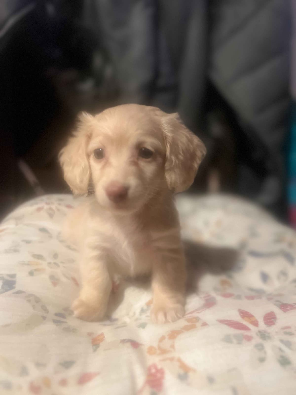 Long haired Mini Dachshund Puppies breeder image 27