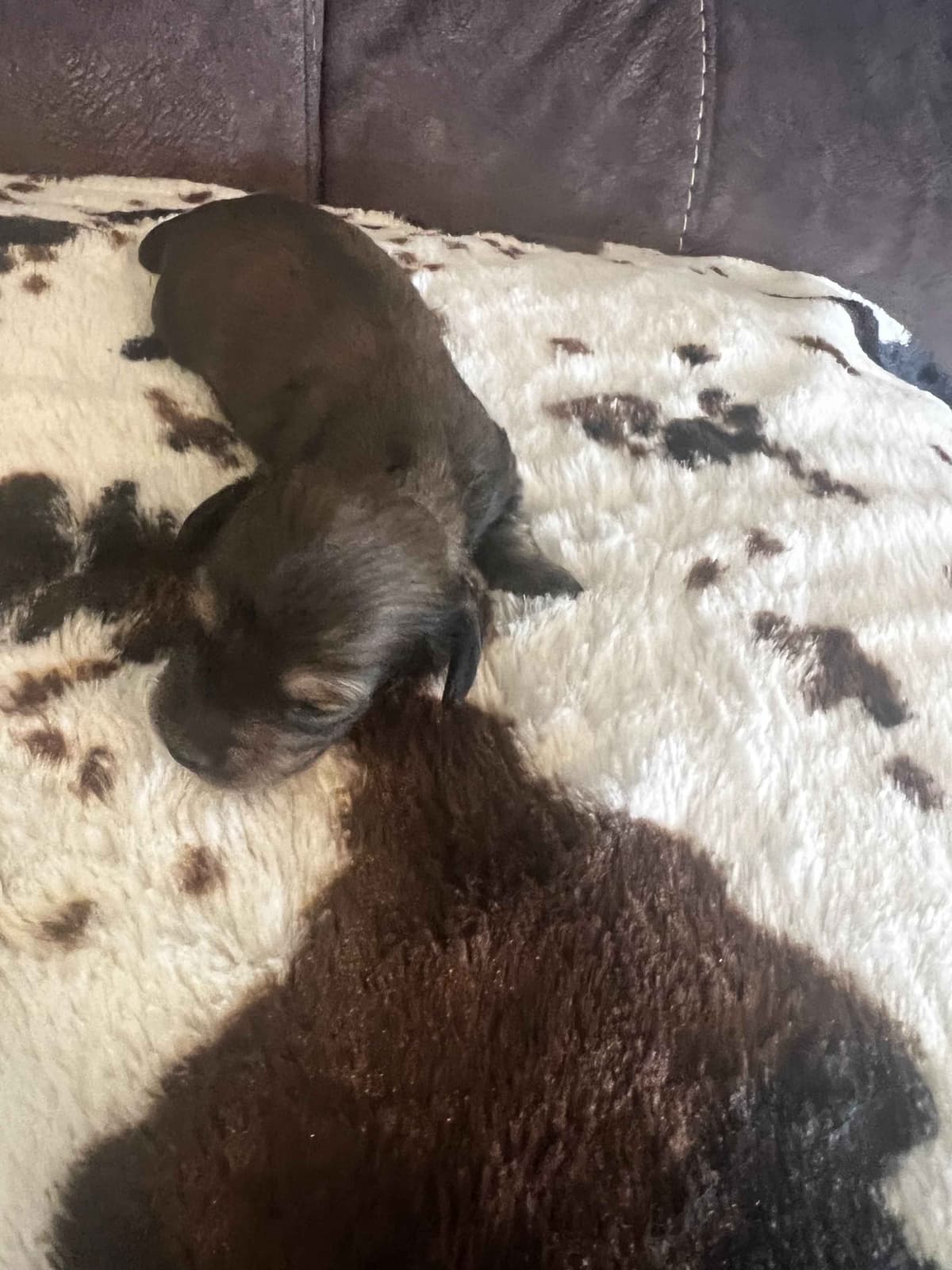 Long haired Mini Dachshund Puppies breeder image 28