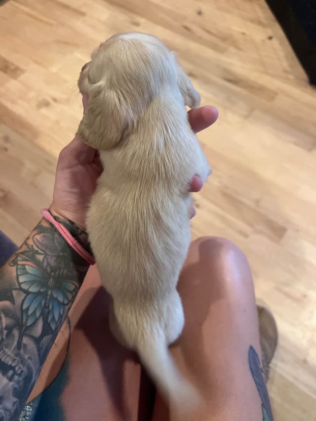 Long haired Mini Dachshund Puppies media 5