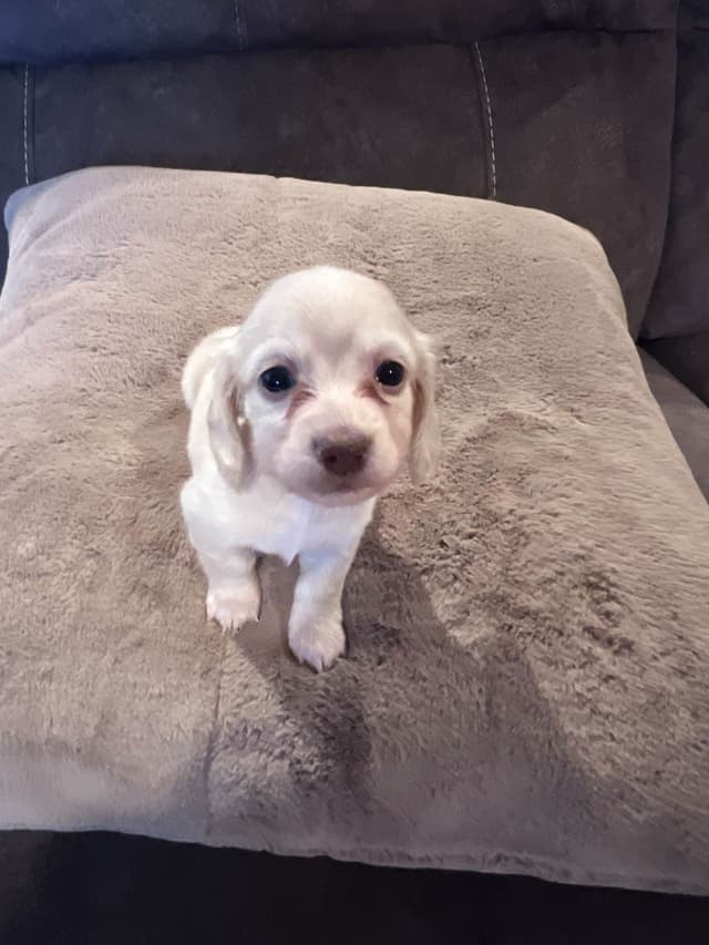 Long haired Mini Dachshund Puppies media 7