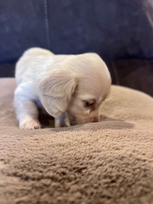 Long haired Mini Dachshund Puppies media 6