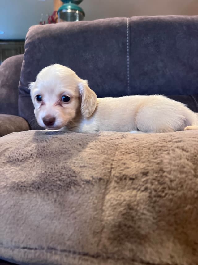 Long haired Mini Dachshund Puppies media 8
