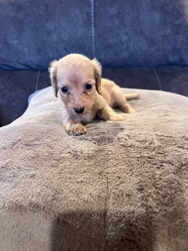 Long haired Mini Dachshund Puppies media 11