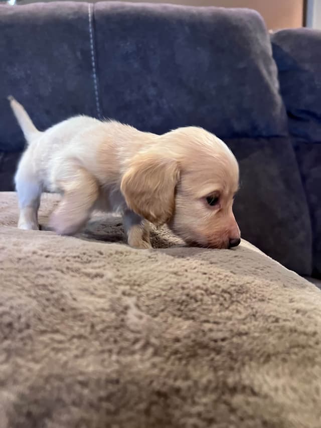 Long haired Mini Dachshund Puppies media 19