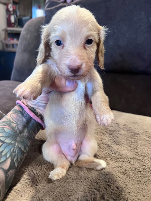 Long haired Mini Dachshund Puppies media 28