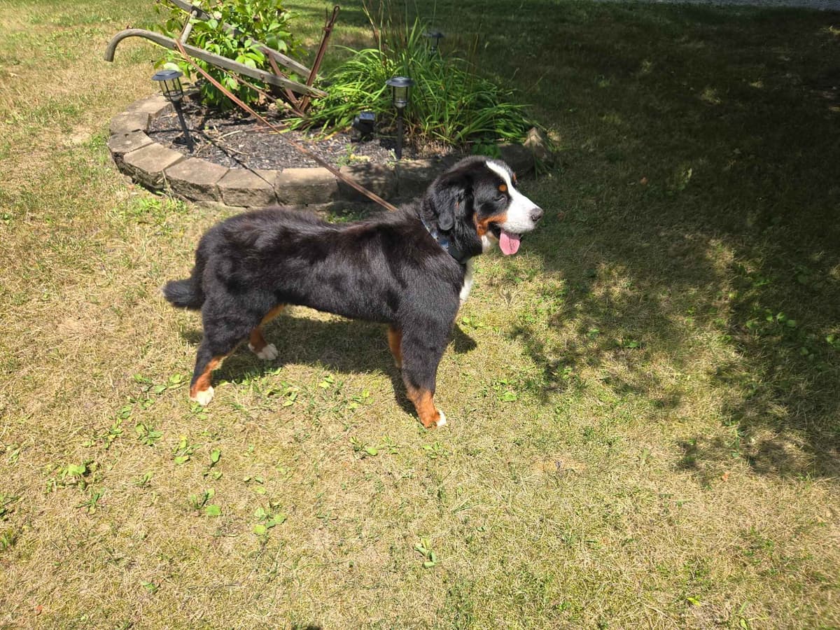 Bernese Mountain Dog Puppies breeder image 7