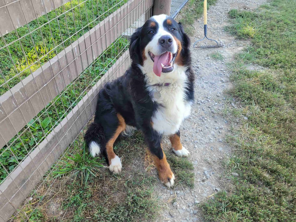 Bernese Mountain Dog Puppies breeder image 6