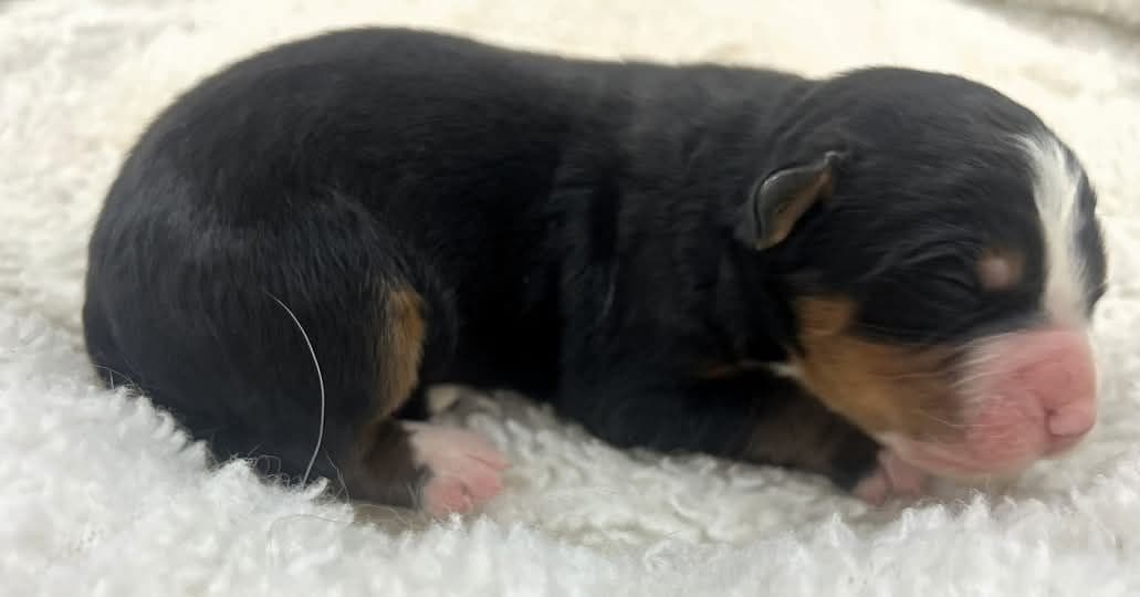 Bernese Mountain Dog Puppies breeder image 10