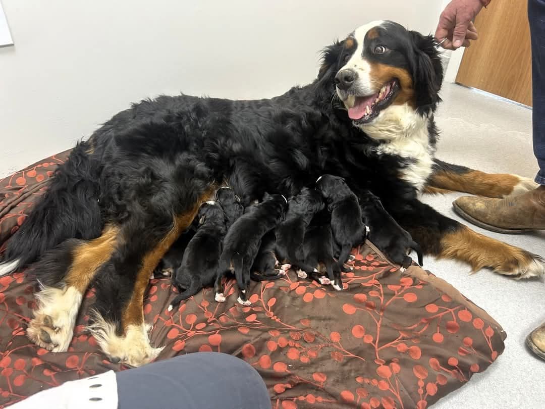 Bernese Mountain Dog Puppies breeder image 8