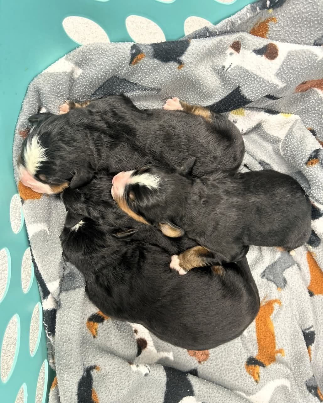 Bernese Mountain Dog Puppies breeder image 9