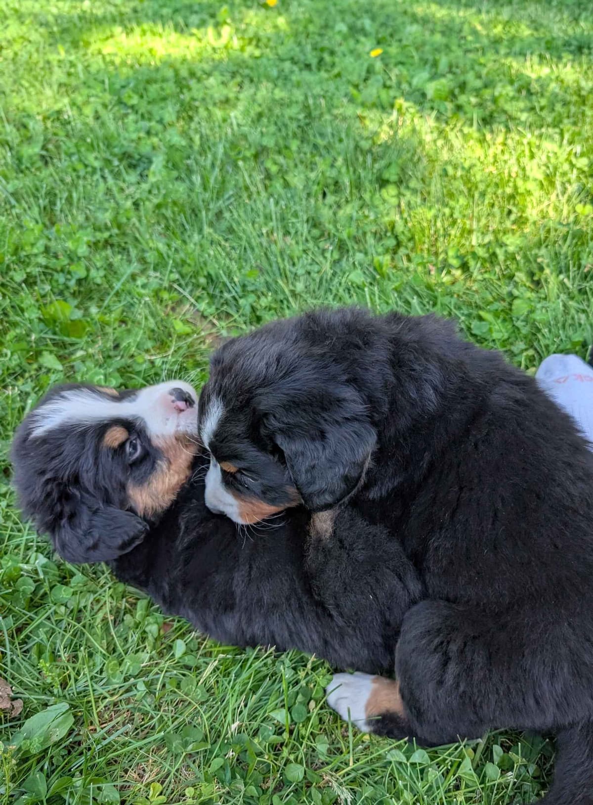 Bernese Mountain Dog Puppies breeder image 13