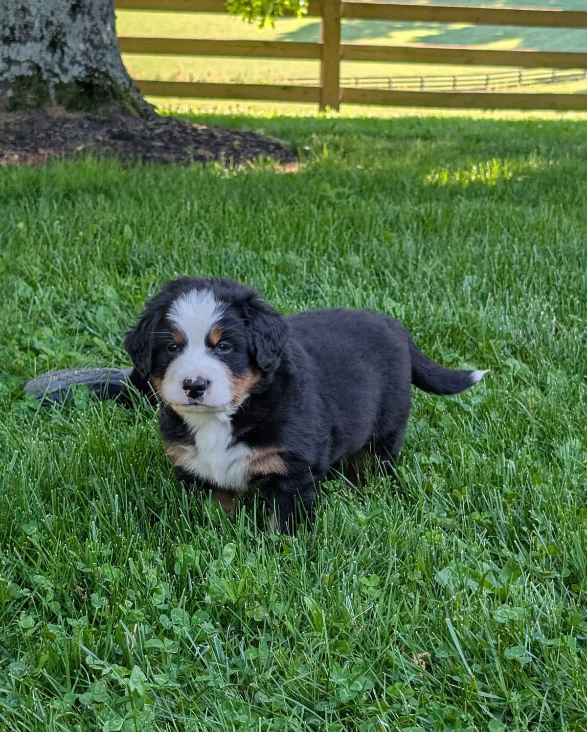 Bernese Mountain Dog Puppies breeder image 12