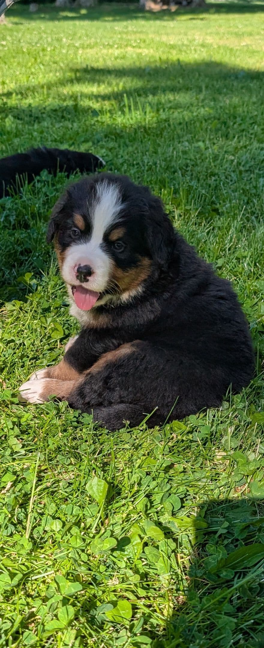Bernese Mountain Dog Puppies breeder image 11