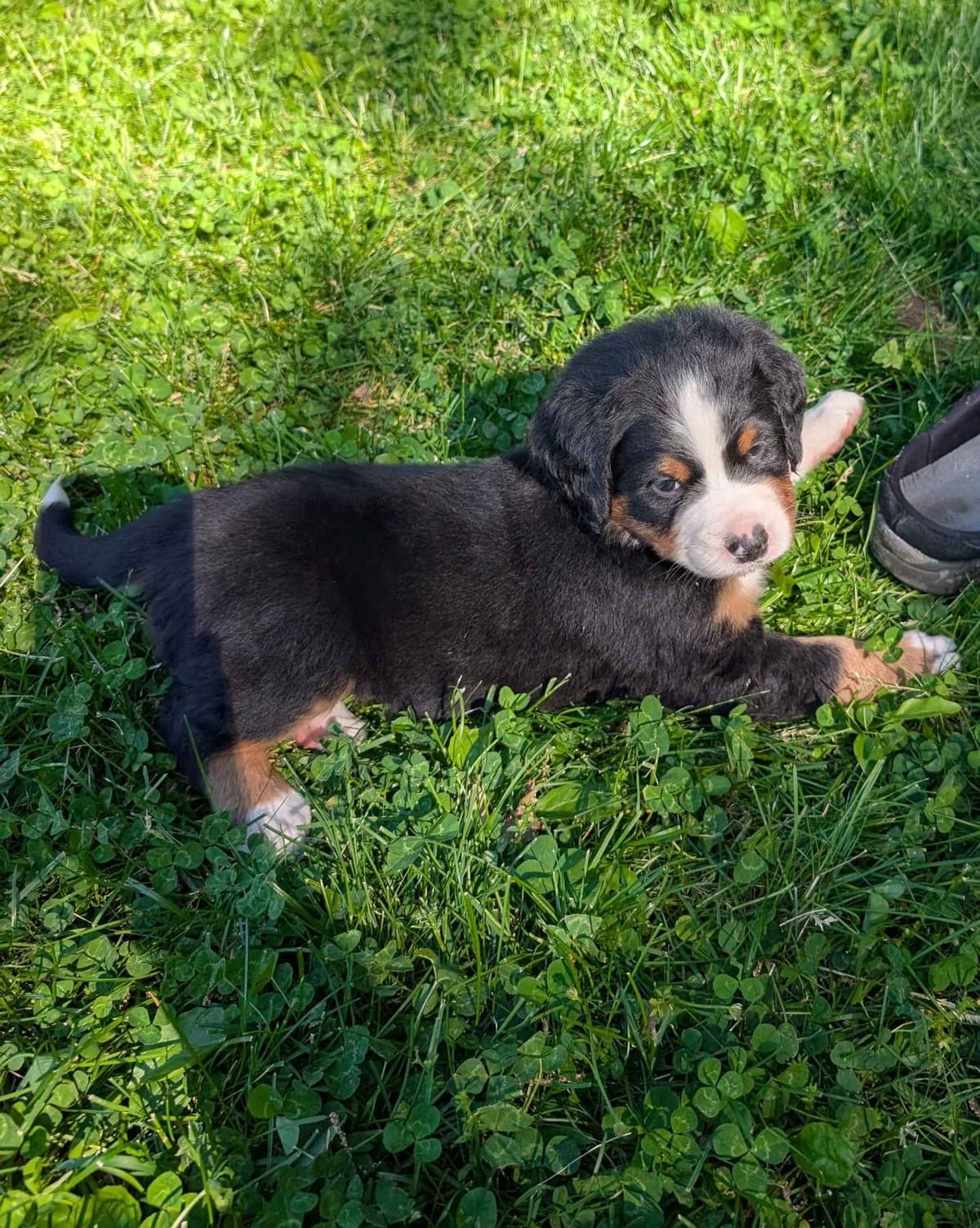 Bernese Mountain Dog Puppies breeder image 14