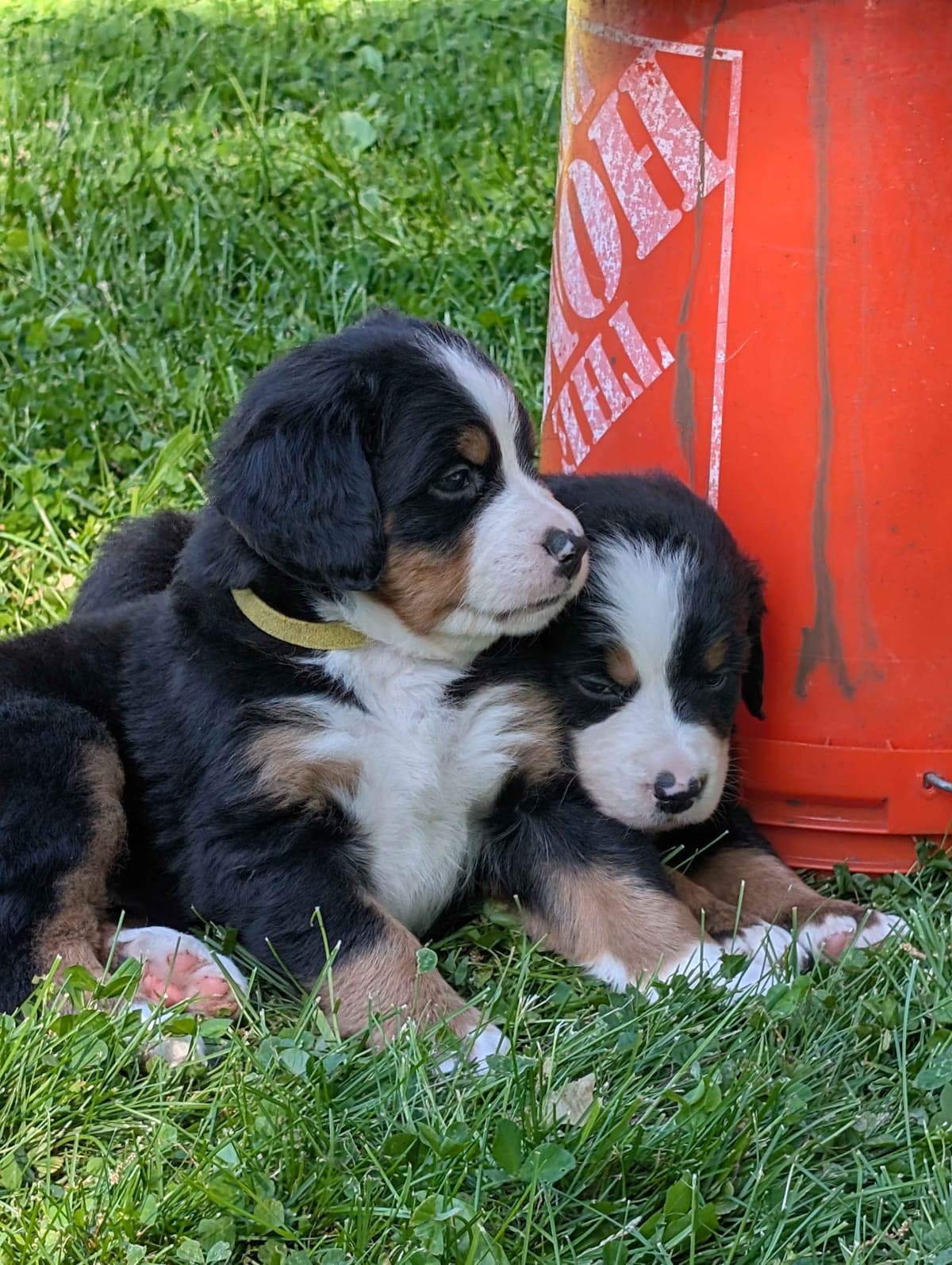 Bernese Mountain Dog Puppies breeder image 16