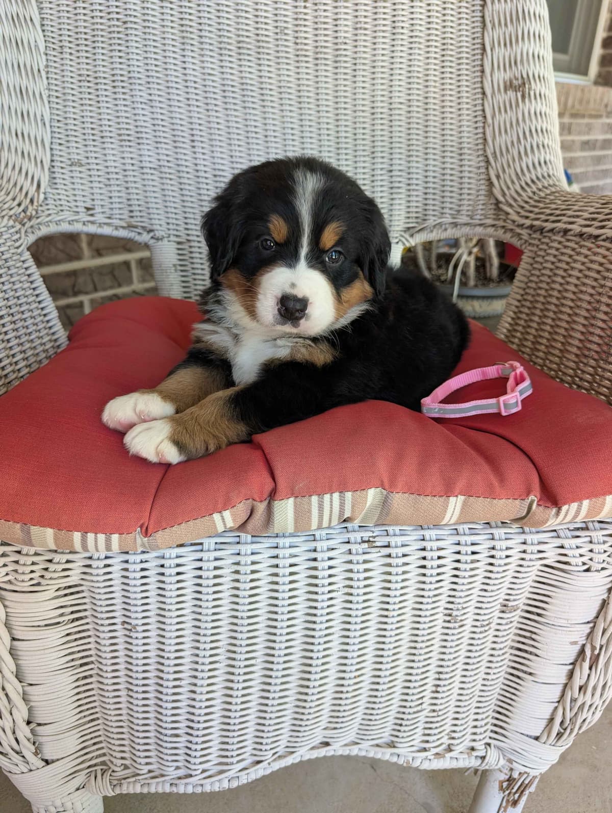 Bernese Mountain Dog Puppies breeder image 1