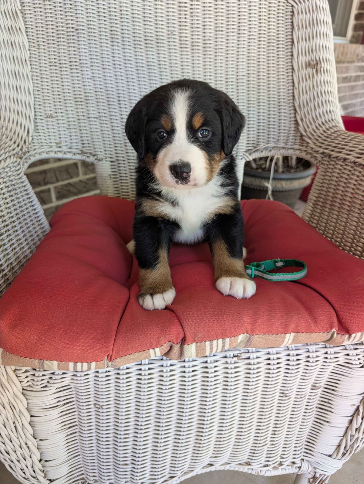 Bernese Mountain Dog Puppies breeder image 3