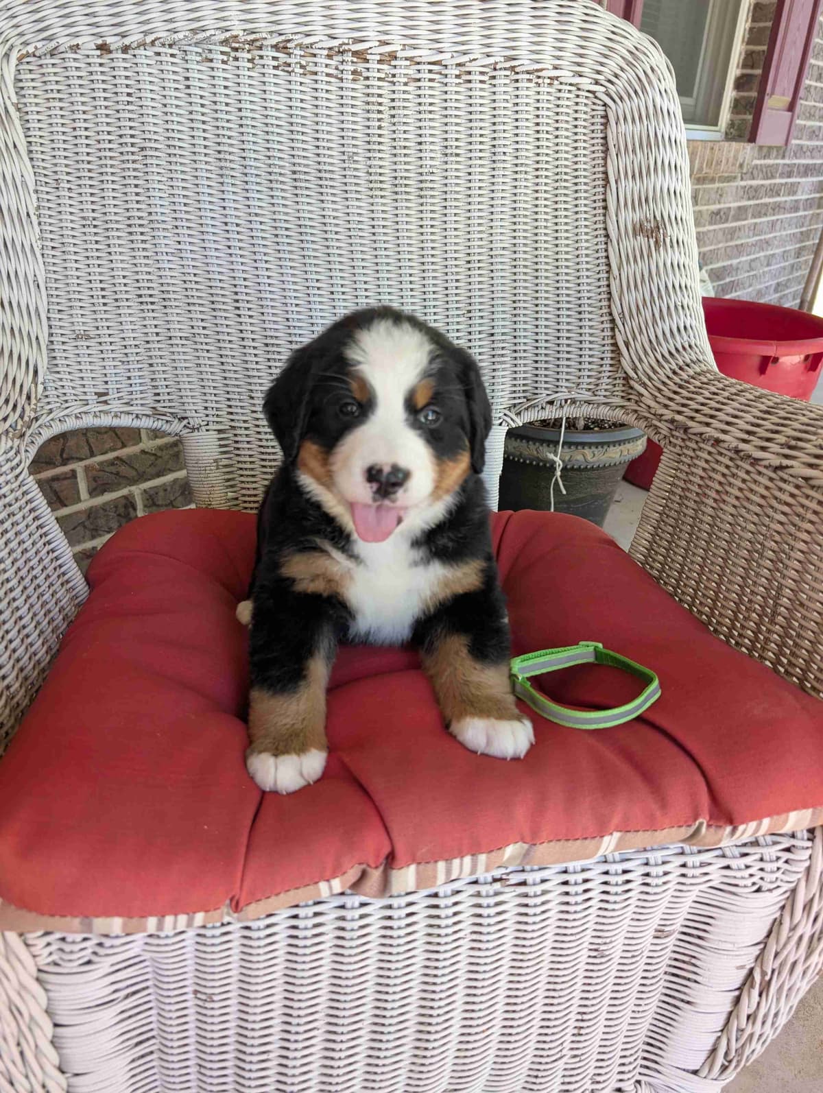 Bernese Mountain Dog Puppies breeder image 4