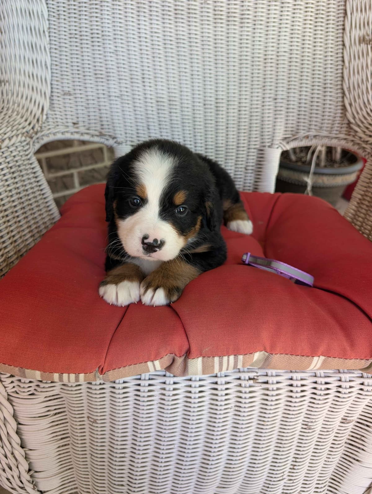 Bernese Mountain Dog Puppies breeder image 5