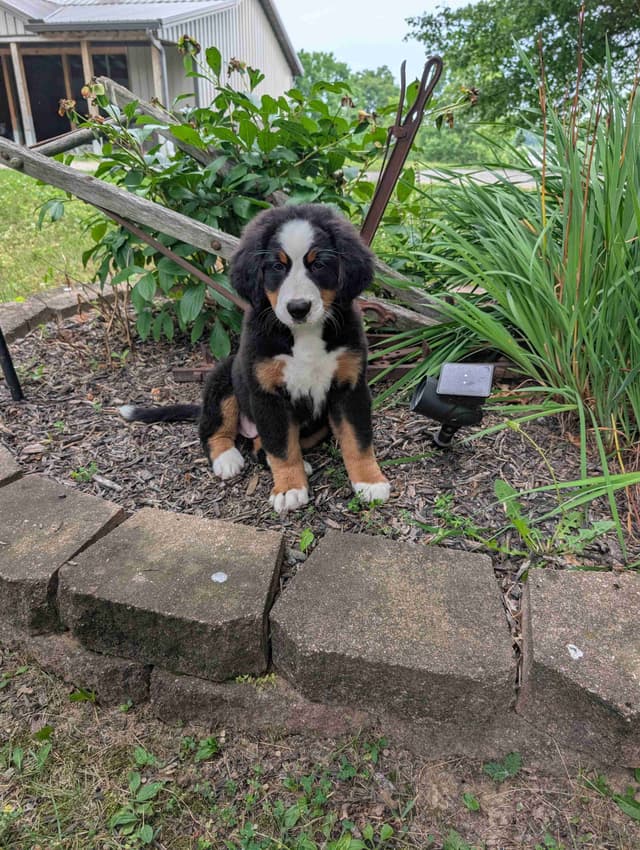 Bernese Mountain Dog Puppies media 2